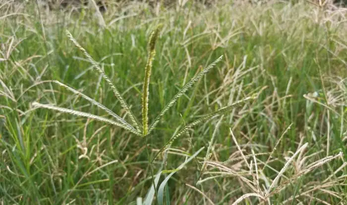 Goosegrass