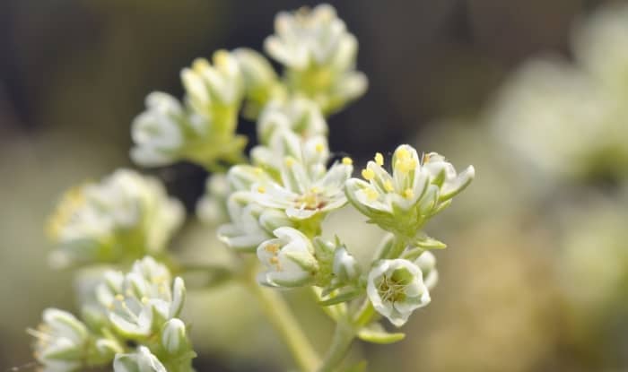 Bittercress Flowers