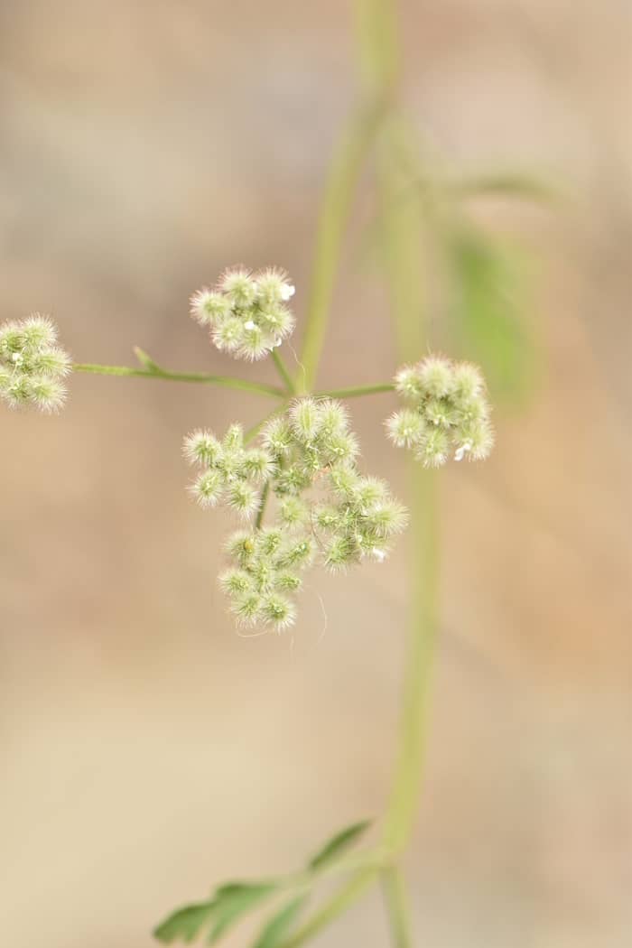 Hedge Parsley