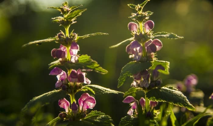 Henbit