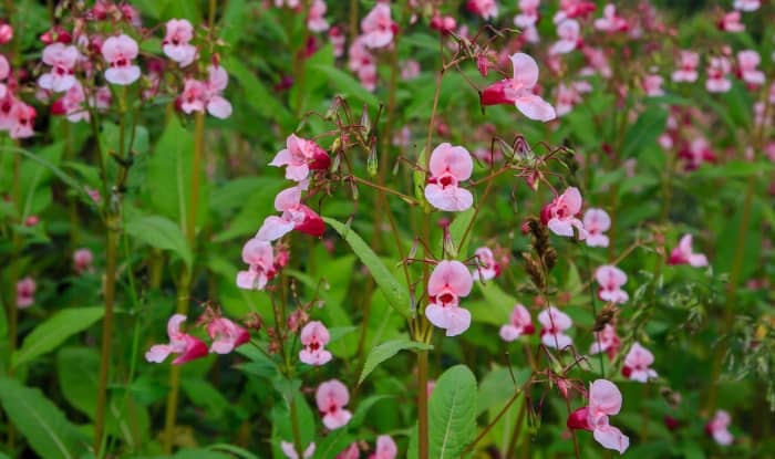 Himalayan Balsam