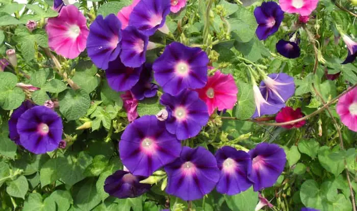 Ipomoea with multi-colored flowers