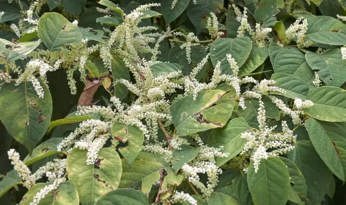 Japanese Knotweed