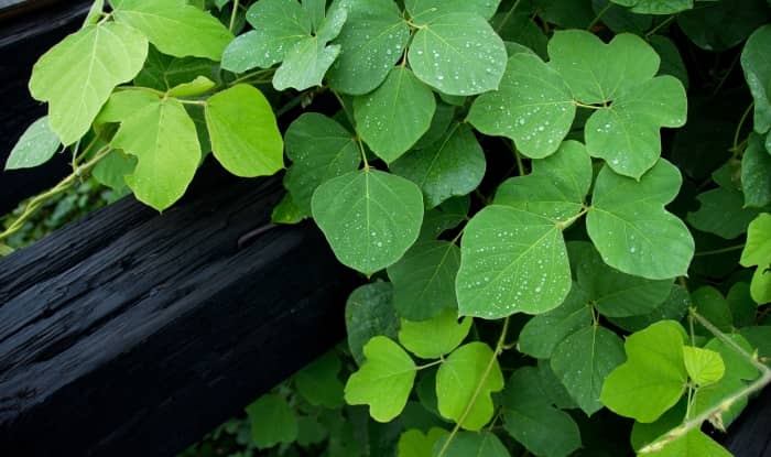 Kudzu Vine