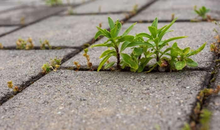 Weeds growing through paving cracks