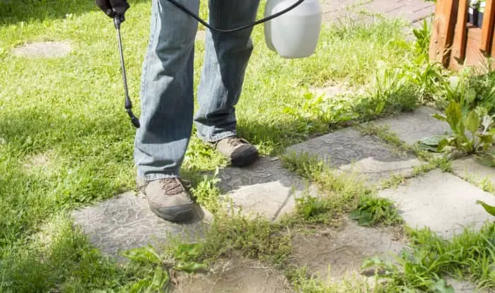 Spraying weeds between pavers