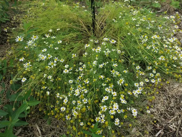 Mayweed weed