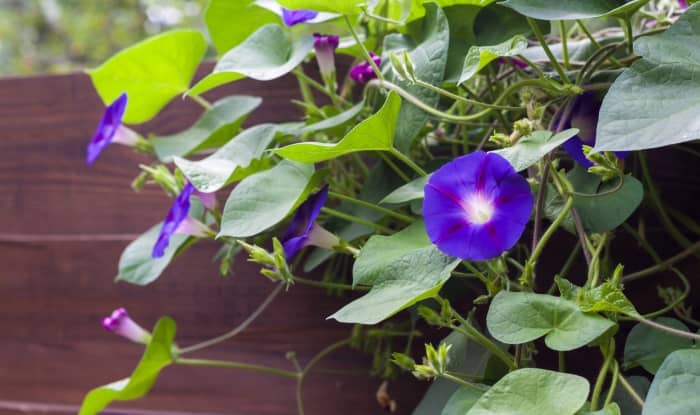 Morning glory with purple flowers