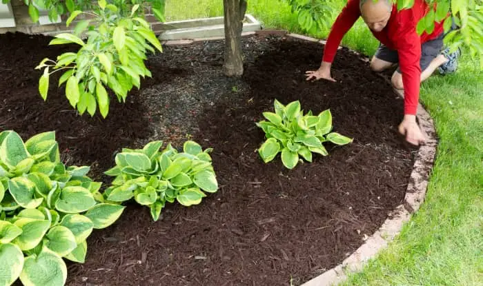 Man laying down mulch