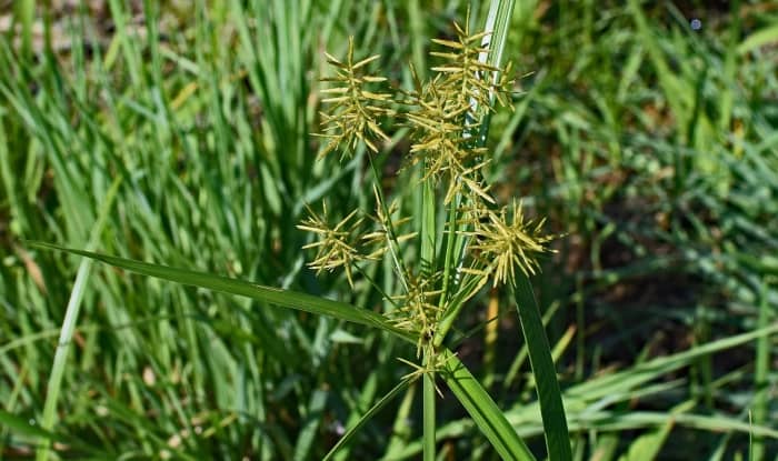 Nutsedge