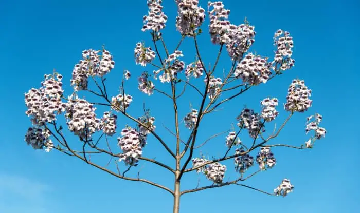 Paulownia tree