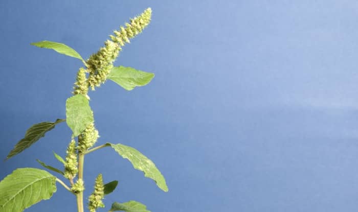 Pigweed