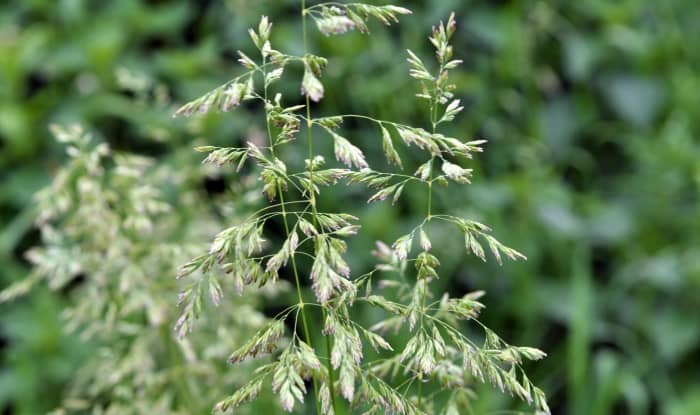 Poa Annua