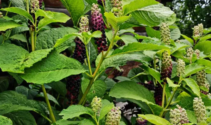 Pokeweed