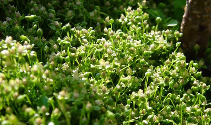 Procumbent Pearlwort flowers 