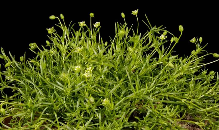 Procumbent Pearlwort