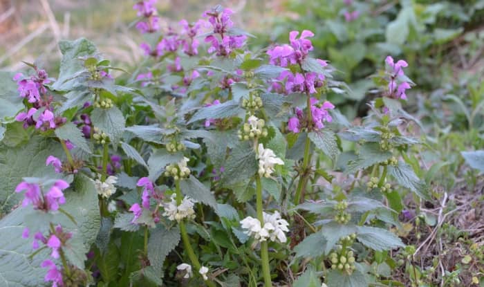 tall weeds with purple flowers