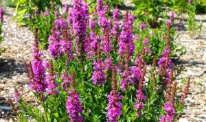 20 Weeds With Purple Flowers [EASY Identification]