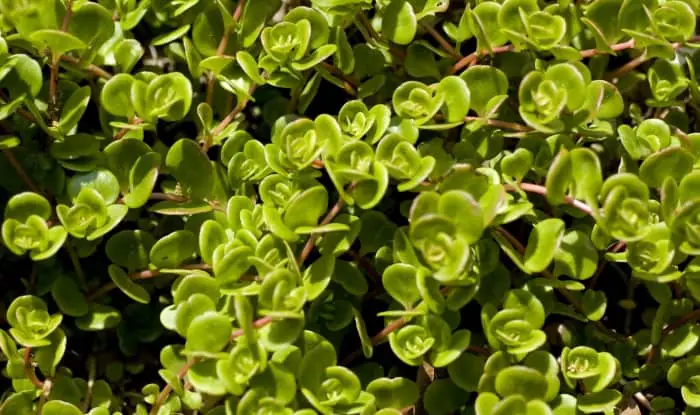 Purslane