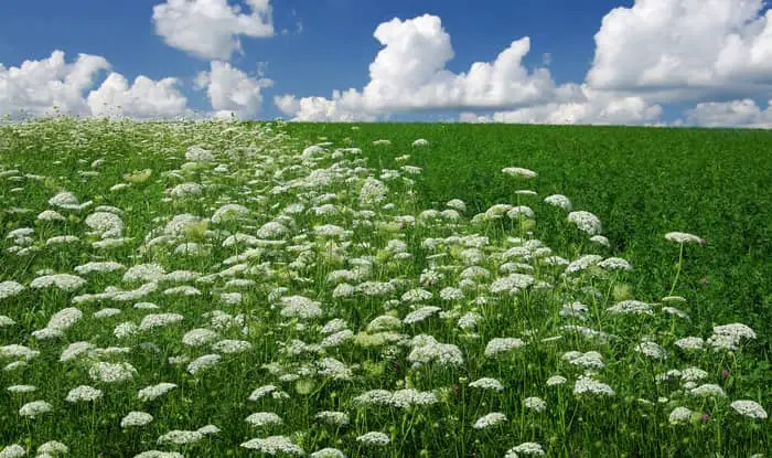 Queen Anne's Lace in a field