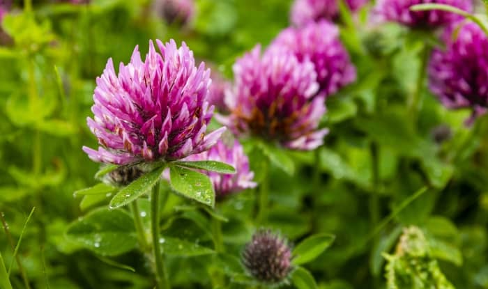 Red Clover