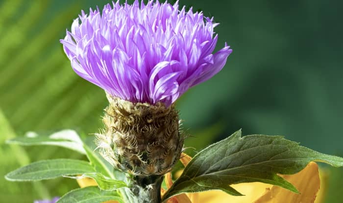 Spotted knapweed flower