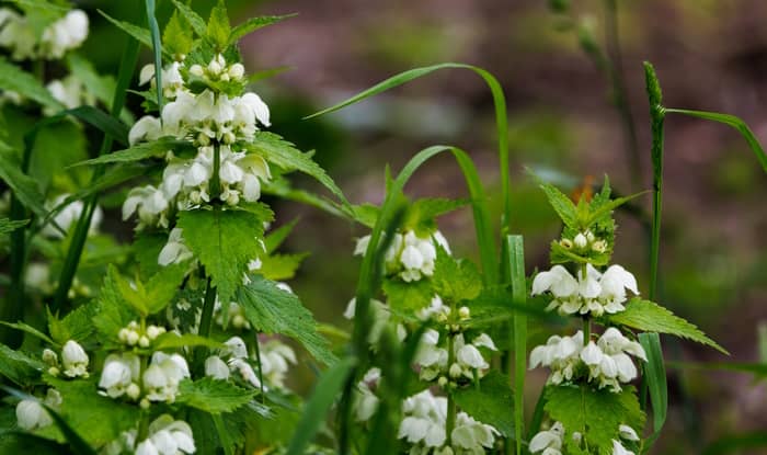 white dead nettle flowers