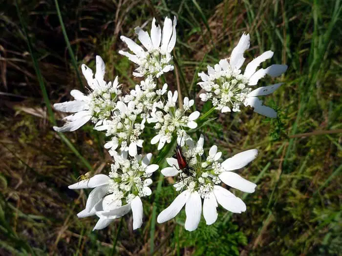 Hedge Parsley Flowers