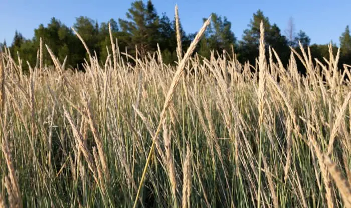 Tall fescue