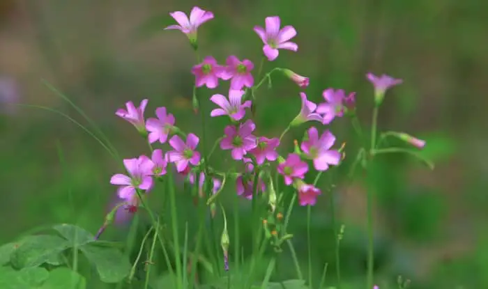 The violet flowers of wood sorrel
