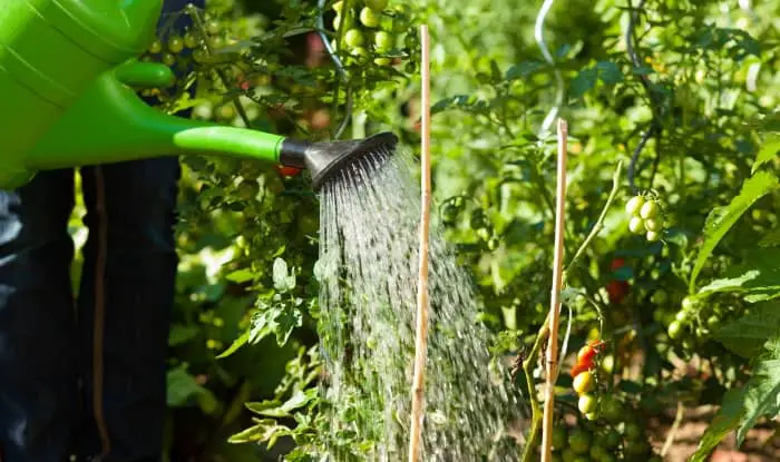 Watering the garden