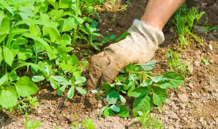 Weeds being removed by hand