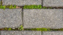 How To Kill Weeds Between Pavers