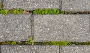 How to kill weeds between pavers