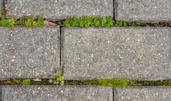 How to kill weeds between pavers