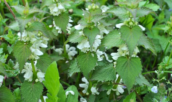 White Dead Nettle with leaves and flowers