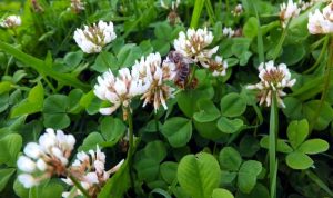13 Lawn Weeds With Little White Flowers [With PHOTOS]