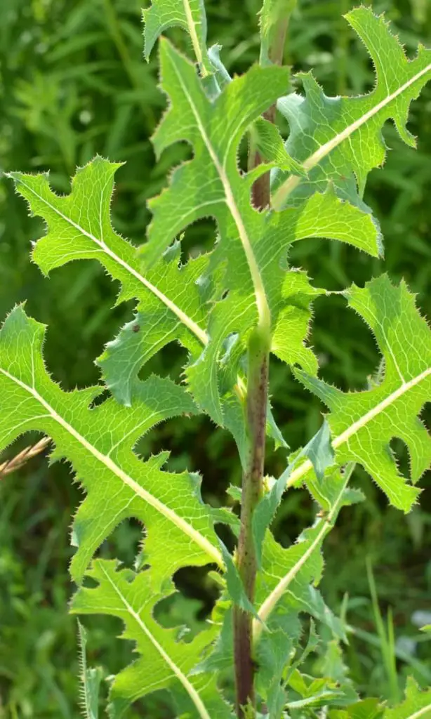 17 Tall Weeds With Thick Stalks [EASY Identification]