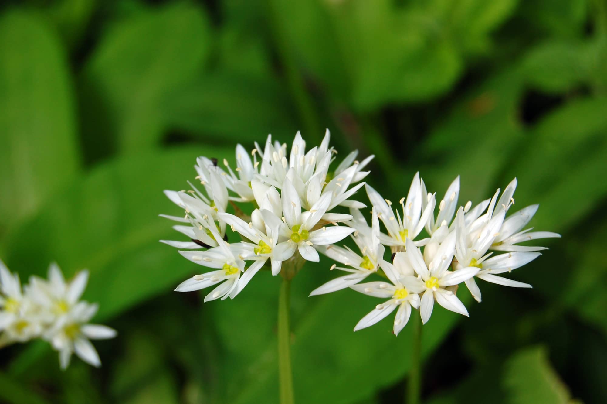 wild garlic