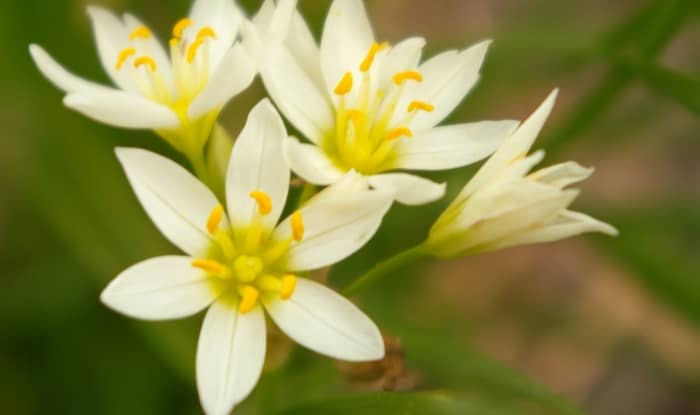 wild onion blossoms