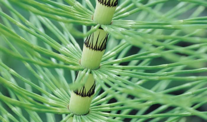 Horsetail stem