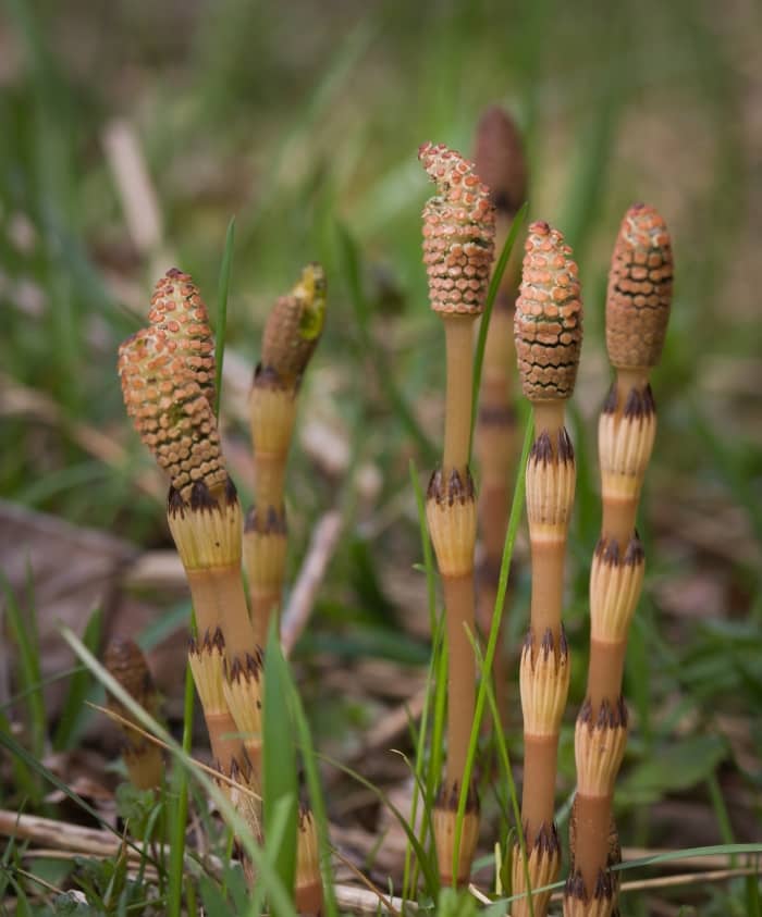 Horsetail plants