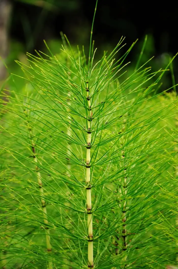 Horsetail plant stems