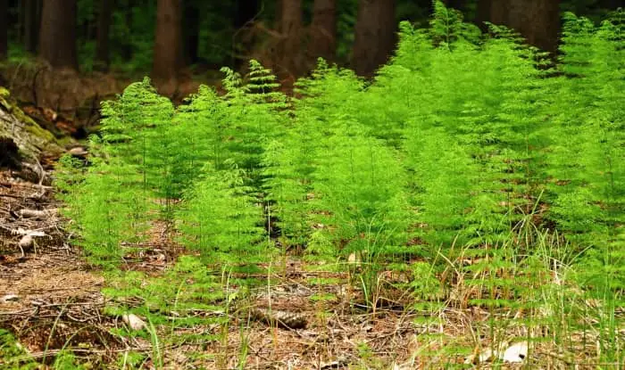 How To Kill Horsetail Weed