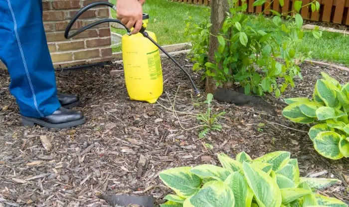 Spraying weeds in mulch with weed killer