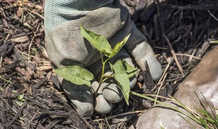 Pulling weeds in mulch beds