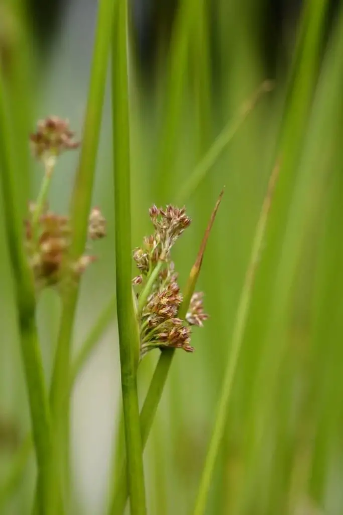 Slender Rush