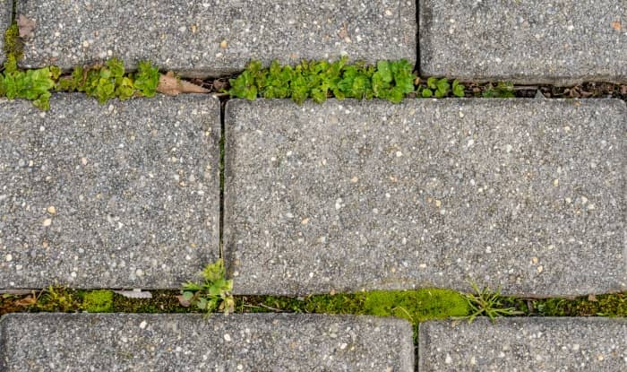 weeds and moss between block paving