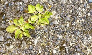 weeds hensley