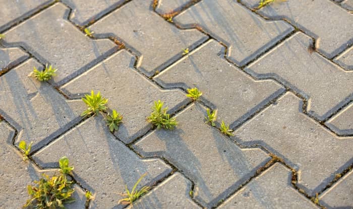 Weeds between paving stones